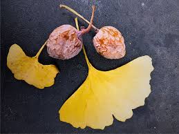 Attēlu rezultāti vaicājumam “Ginkgo biloba fruit”