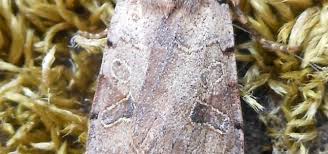 Attēlu rezultāti vaicājumam “Agrochola litura”