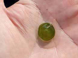 Attēlu rezultāti vaicājumam “Nostoc pruniforme”