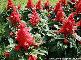 Image result for Salvia splendens