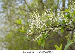 Attēlu rezultāti vaicājumam “Padus avium”