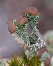 Attēlu rezultāti vaicājumam “Cladonia botrytes”