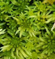 Attēlu rezultāti vaicājumam “Sphagnum riparium”