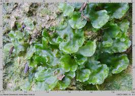 Attēlu rezultāti vaicājumam “Pellia neesiana”