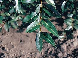 Attēlu rezultāti vaicājumam “Salix pentandra flower”