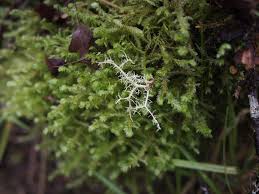 Attēlu rezultāti vaicājumam “Neckera”