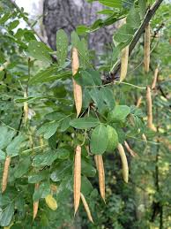 Attēlu rezultāti vaicājumam “Caragana arborescens fruit”