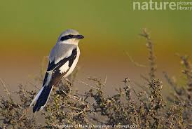 Attēlu rezultāti vaicājumam “Lanius excubitor”