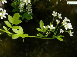 Attēlu rezultāti vaicājumam “Cardamine amara flower”