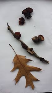 Attēlu rezultāti vaicājumam “Exidia recisa”