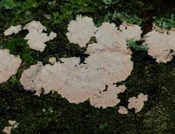 Attēlu rezultāti vaicājumam “Corticium roseum”