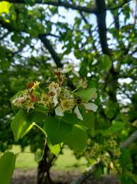 Attēlu rezultāti vaicājumam “Pyrus pyraster”