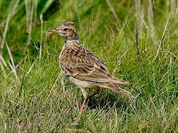 Attēlu rezultāti vaicājumam “Alauda arvensis”