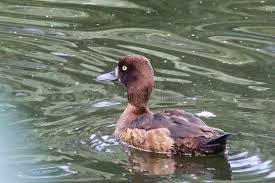 Attēlu rezultāti vaicājumam “Aythya fuligula female”