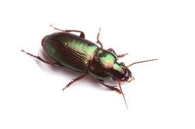 Attēlu rezultāti vaicājumam “Cicindela campestris imago”