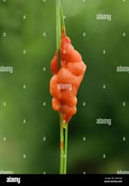 Attēlu rezultāti vaicājumam “Lignydium muscorum plasmodium”