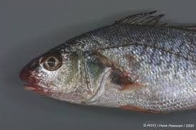 Image result for Micropogonias undulatus