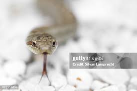 Attēlu rezultāti vaicājumam “Coronella austriaca adult”