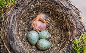 Attēlu rezultāti vaicājumam “Turdus merula eggs”