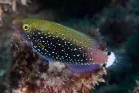 Image result for Scarus niger