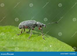 Attēlu rezultāti vaicājumam “Phyllobius”