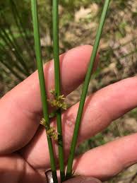Attēlu rezultāti vaicājumam “Juncus balticus”