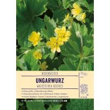 Attēlu rezultāti vaicājumam “Waldsteinia geoides”