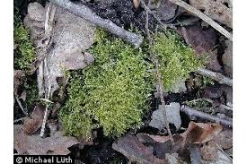 Attēlu rezultāti vaicājumam “Eurhynchium hians”