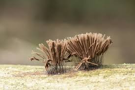 Attēlu rezultāti vaicājumam “Stemonitis fusca”