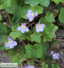 Attēlu rezultāti vaicājumam “Cymbalaria muralis flower”