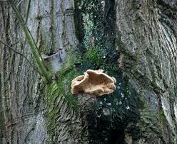 Attēlu rezultāti vaicājumam “Hapalopilus aurantiacus”