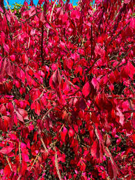 Attēlu rezultāti vaicājumam “Enkianthus chinensis leaf”