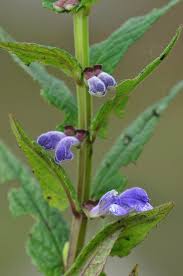 Attēlu rezultāti vaicājumam “Scutellaria galericulata leaf”