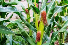 Attēlu rezultāti vaicājumam “Zea mays”