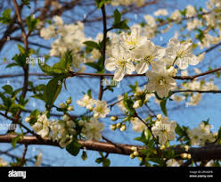 Attēlu rezultāti vaicājumam “Prunus cerasifera var. divaricata flower”