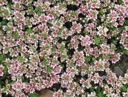 Attēlu rezultāti vaicājumam “Glaux maritima flower”