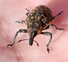 Attēlu rezultāti vaicājumam “Larinus sp.”