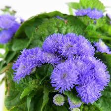 Image result for Leberbalsam