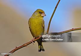 Attēlu rezultāti vaicājumam “Chloris chloris male”