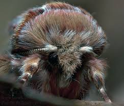 Attēlu rezultāti vaicājumam “Panolis flammea”