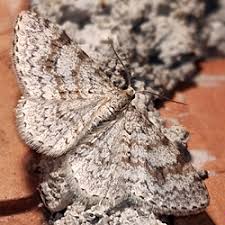 Attēlu rezultāti vaicājumam “Hydrelia sylvata”