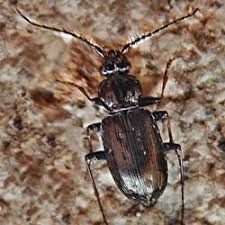 Attēlu rezultāti vaicājumam “Loricera pilicornis”