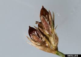 Attēlu rezultāti vaicājumam “Juncus bulbosus fruit”