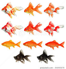 Image result for 金魚