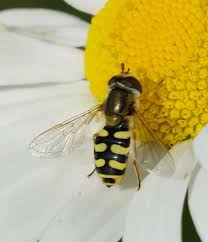 Attēlu rezultāti vaicājumam “Eupeodes corollae”