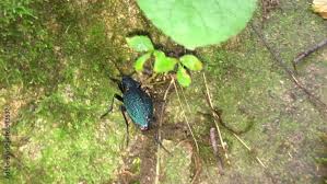 Attēlu rezultāti vaicājumam “Alleculidae”