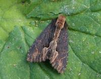 Attēlu rezultāti vaicājumam “Dypterygia scabriuscula”