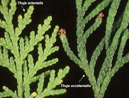 Attēlu rezultāti vaicājumam “Thuja occidentalis”