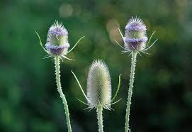 Attēlu rezultāti vaicājumam “Dipsacus fullonum flower”