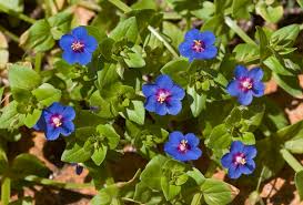 Attēlu rezultāti vaicājumam “Anagallis arvensis leaf”
